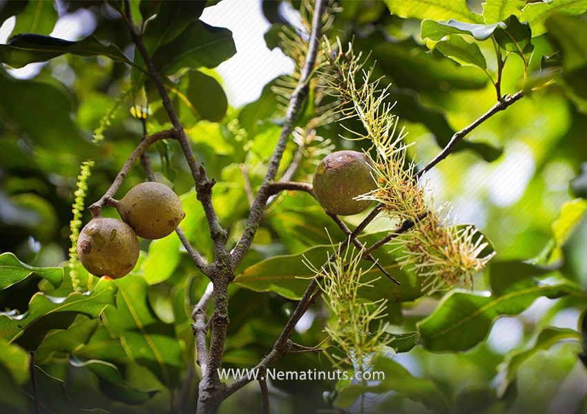 ماکادمیا برای پوست