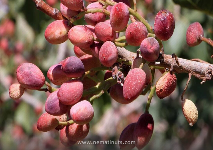 خواص پسته رفسنجان