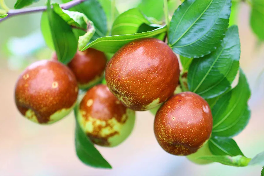 دمنوش عناب را چگونه تهیه کنیم؟